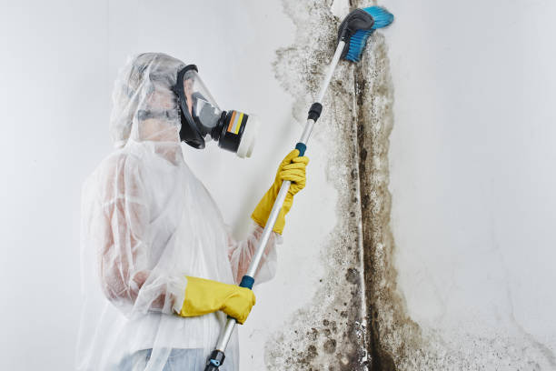 Best Commercial Mold Removal  in South Hill, VA