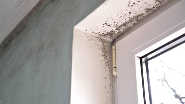 Best Mold Cleaning Services  in South Hill, VA