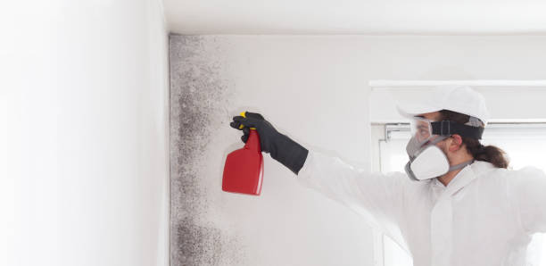 Best Best Mold Removal Companies  in South Hill, VA