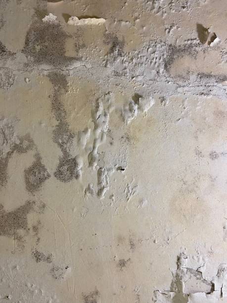 Best Affordable Mold Removal  in South Hill, VA