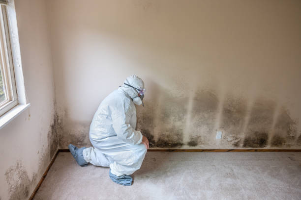 Best Crawl Space Mold Removal  in South Hill, VA