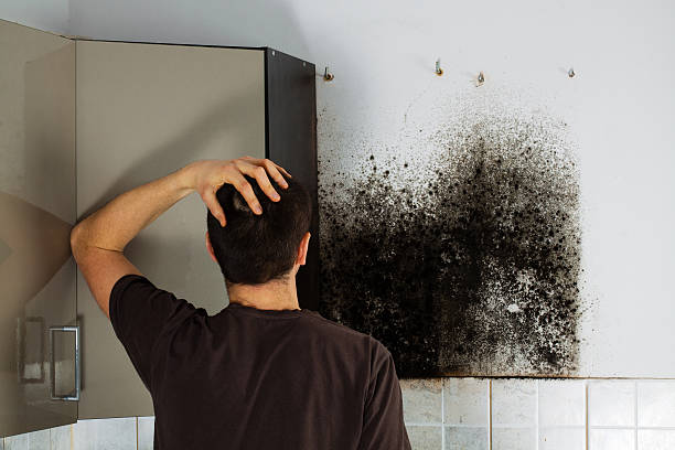 Best Local Mold Removal Service  in South Hill, VA